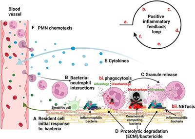 An inflammatory paradox: strategies inflammophilic oral pathobionts employ to exploit innate immunity via neutrophil manipulation